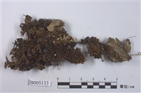 藏品(黑苔屬)的圖片